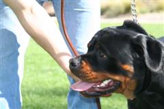 california rottweilers