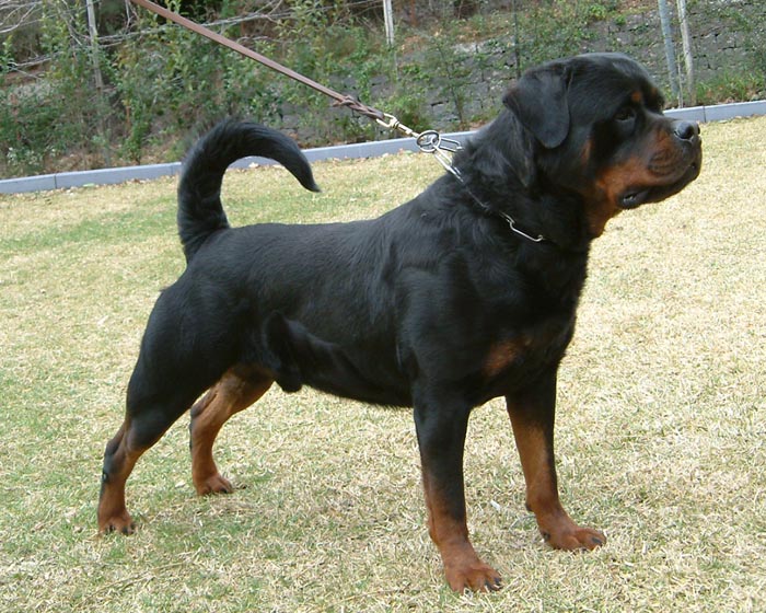 rottweiler puppies for sale
