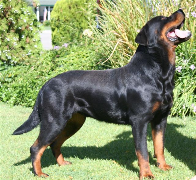 german rottweilers