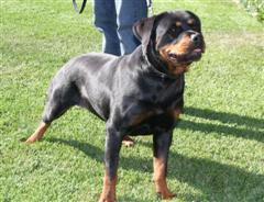 rottie puppies