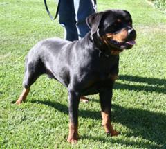 rottweilers for sale
