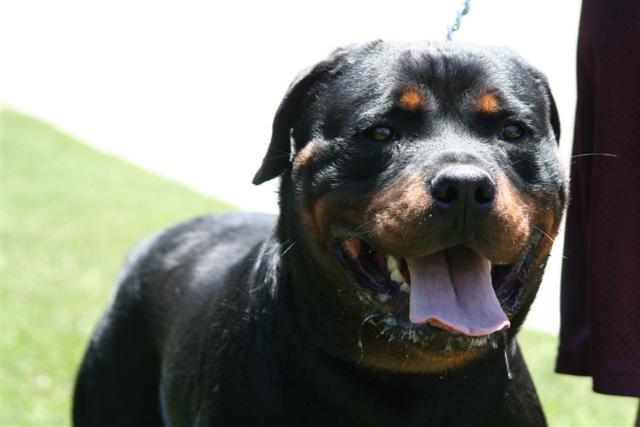 rottweiler puppies