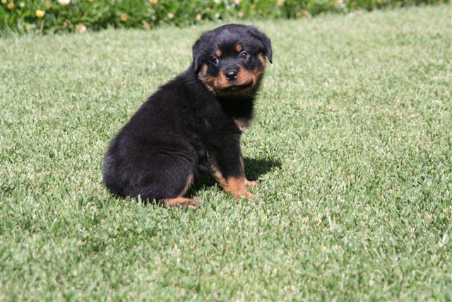 rottweilers puppies