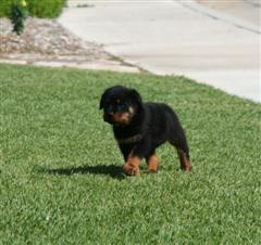 puppies rottweiler