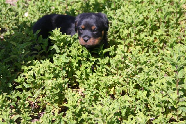 puppy rottweilers for sale