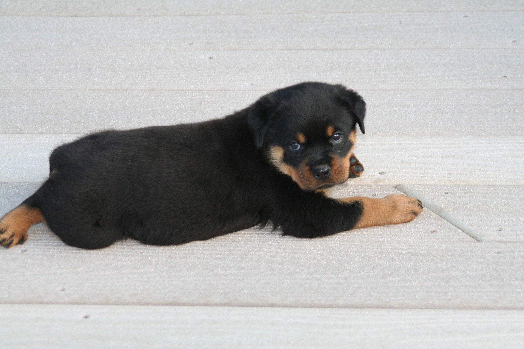 rottweilers for sale