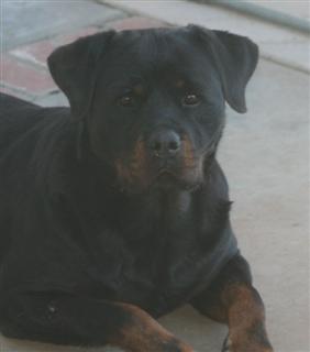 rotties puppies for sale