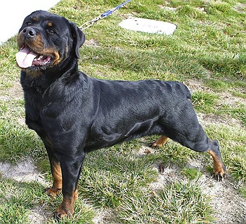 rottie puppy