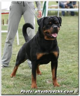 puppy rottweilers for sale