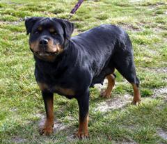 rottweiler dog breeders