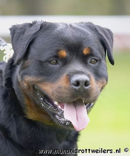 rottweilers for sale