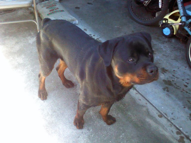 rottweilers california