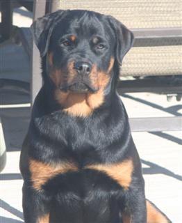 rottweilers puppies for sale