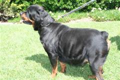 rotties puppies for sale