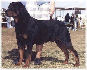 rottie puppies