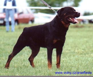 rottweilers puppies