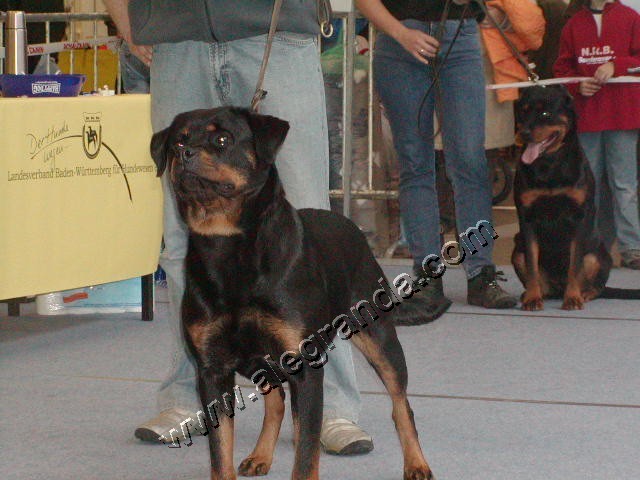 rottweilers