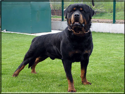 rottweilers