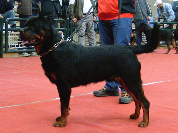 rottweilers