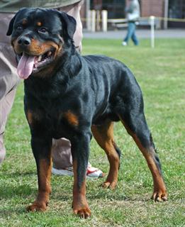 rottweiler for sale