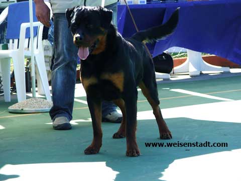 rottweilers