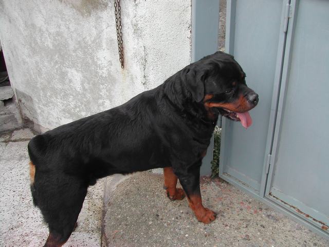 Rottweilers