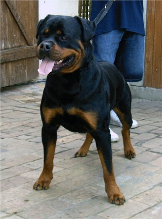 rottweilers