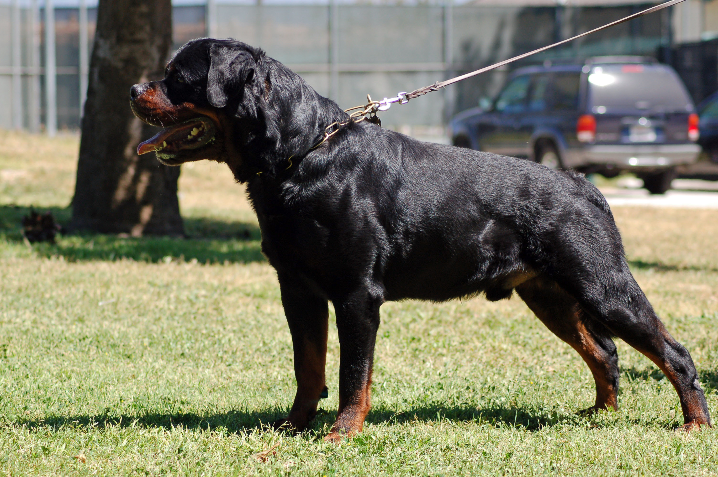 How Old Do Male Rottweilers Have To Be To Breed