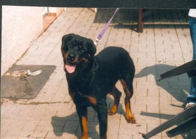 rottweilers