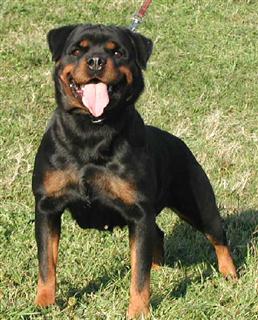 rottweilers