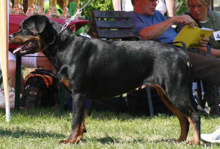 rottweilers