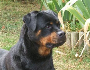 rottweiler