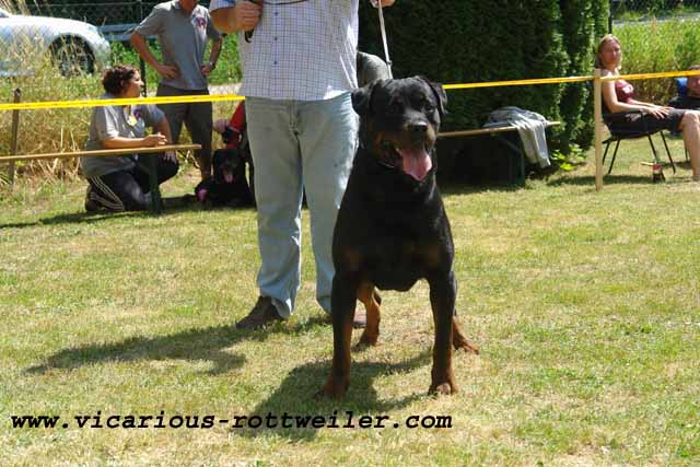 rottweilers