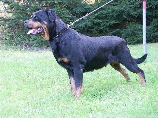 rottweilers