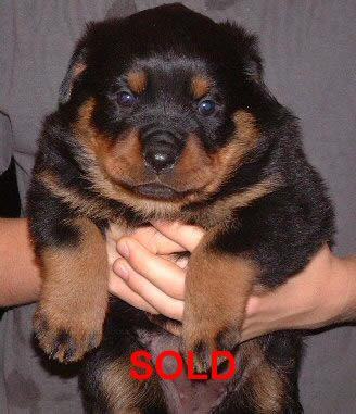 rottweilers for sale